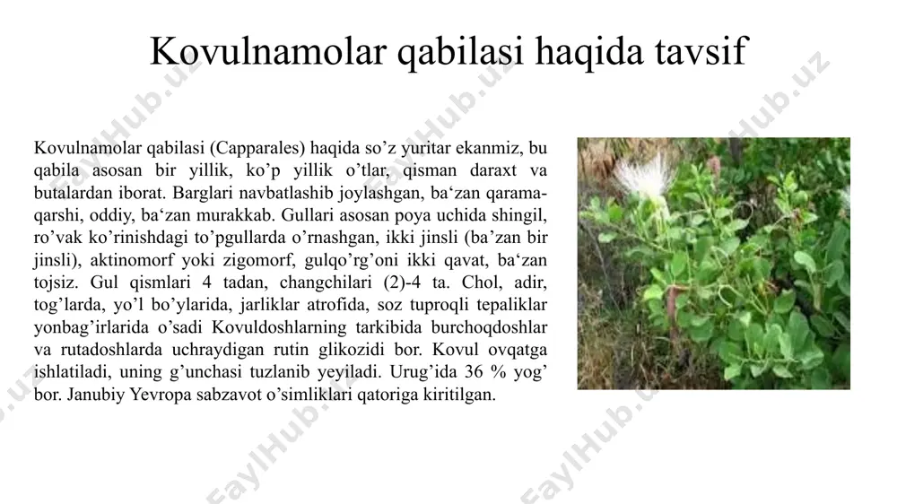 pinosa) ning poyasi 2,5 metr, barglari ellipssimon, 5-6 sm, gullari 5-8 sm, oq, mevasi teskari tuxumsimon. chol, adir, tog’larda, yo’l bo’ylarida, jarliklar atrofida, soz tuproqli tepaliklar yonbag’irlarida o’sadi kovuldoshlarning tarkibida burchoqdoshlar va rutadoshlarda uchraydigan rutin glikozidi bor. kovul ovqatga ishlatiladi, uning g’unchasi tuzlanib yeyiladi. urug’ida 36 % yog’ bor. janubiy yevropa sabzavot o’simliklari qatoriga kiritilgan. bu oila qabiladagi eng yirik oila bo’lib, yer yuzida keng tarqalgan 380 ta turkumga mansub 3200 tadan ziyod turlarni o’z ichiga oladi. ular yevrosiyoda keng tarqalgan bir, ikki va ko’p yillik o’t, ayrim butacha va past boyli butalardan tashkil topgan. barglari oddiy, yonbargchasiz, butun yoki qirqilgan, ketma-ket joylashgan. to’pguli siyrak shingilsimon. gullari odatda to’g’ri (aktinomorf), ba‘zan zigomorf, 2 jinsli va qo’sh gulqo’rg’onli. gulkosachabarglari 4 ta, tutashmagan, gultojibarglari 4 ta, qarama-qarshi o’rnashgan. changchisi ko’pincha 6 ta, bulardan 2 tasi qisqa, 4 tasi uzun chang iplariga ega. urug’chisi bitta, 2 ta. gul formulasi: +ca2+2co2+2a2+4g(2). karamdoshlar oilasi – …
