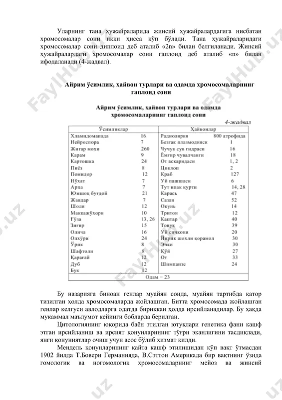 'simlik, hayvon turlari va odamda xromosomalarning gaploid soni bu nazariyaga binoan genlar muayyan sonda, muayyan tartibda qator tizilgan holda xromosomalarda joylashgan. bitta xromosomada joylashgan genlar kelgusi avlodlarga odatda birikkan holda irsiylanadilar. bu haqda mukammal ma'lumot keyingi boblarda berilgan. tsitologiyaning yuqorida bayon etilgan yutuqlari genetika fani kashf etgan irsiylanish va irsiyat qonunlarining to'g'ri ekanligini tasdiqladi, yangi qonuniyatlar ochish uchun asos bo'lib xizmat kildi. mendel qonunlarining qayta kashf etilishidan ko'p vaqt o'tmasdan 1902 yilda t.boveri germaniyada, v.setton amerikada bir vaqtning o'zida gomologik va nogomologik xromosomalarning meyoz va jinsiy hujayralarning hosil bo'lishi va ularning urug'lanib zigota hosil qilishi jarayonidagi faoliyati bilan allel va noallel genlarning belgilar irsiylanishini ta'min etishdagi faoliyati orasida parallelizm (o'xshashlik) bor ekanligi haqidagi xulosaga kelishdi. qayd etilgan dalillar negizida genlarning xromosomada joylashganligi haqidagi tushuncha shakllana boshlandi. amerikalik olim t.morgan va uning shogirdlari – g.meller, a.stertevant va k.bridjeslarning tsitogenetik tadqiqotlari natijasida irsiyatning xromosoma nazariyasi yaratildi (1911 y.). xromosomalar morfologiyasi va o'lchami. …