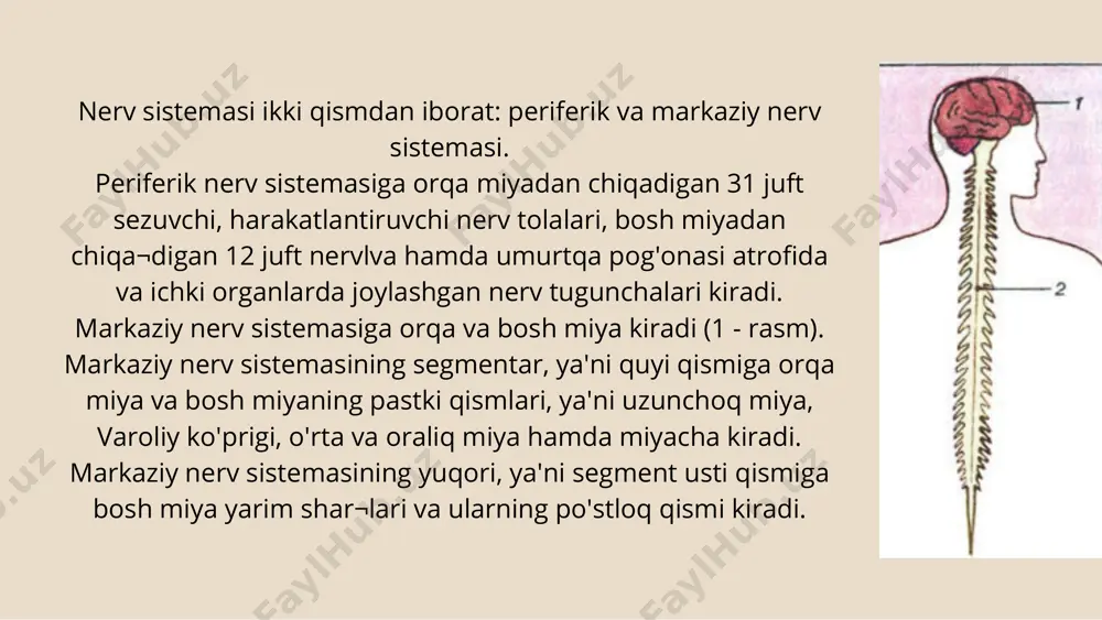nerv sistemasi va xulq-atvor - Page 4