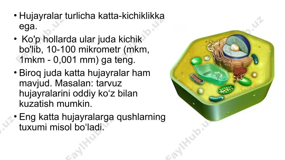 hujayralar tomonidan hujayralararo bo'shliqni to'ldiruvchi juda zich biriktiruvchi moddalarni ajratish bilan amalga oshiriladi. ektositoz o'simlik hujayrasi ham xuddi hayvon hujayrasi singari sitoplazmatik membrana bilan o'ralgan bo'ladi. biroq, bundan tashqari hayvonlar hujayrasida uchramaydigan sellyulozadan iborat qalin hujayra qobig‘iga ham ega. hujayra qobig‘ida maxsus teshikchalar bo‘lib, qo‘shni hujayralarning endoplazmatik to‘rlari bir-biri bilan tutashgan bo‘ladi. zamburug‘larning hujayralari ham xuddi o‘simlik hujayralari kabi hujayra qobig‘i bilan o‘ralgan. ammo ular sellyuloza emas, balki xitinsimon moddalardan iborat. darslikda berilgan mavzuni o‘qib o‘rganib, tayanch so`zlarni tahlil qiling uyga vazifa image1.png image2.png image7.png image8.png image9.png image10.png image11.png image12.png image13.png image14.png image15.png image16.png image17.png image18.png image19.png image20.png image21.png image22.png image23.png image24.png image25.png image26.png image27.png image28.png