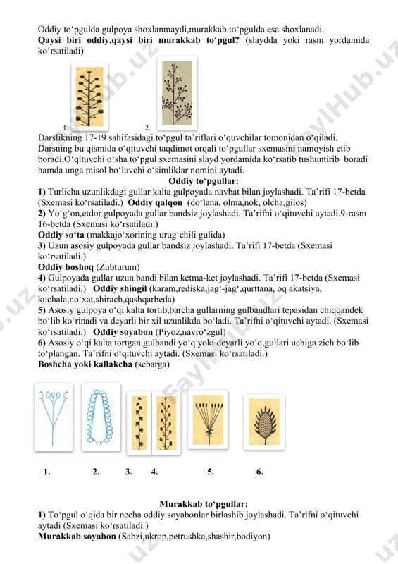 ishvonagul,parpi,isfarak,rayhon,gladiolus,nastarin,beda, marmarak,loviya,kiyiko‘t,burchoq) javobni o‘quvchilarga ekranda slayddan tekshirib olishlari uchun ko‘rsatiladi. bunda 30 ta o‘simlik nomi bo‘lib har to‘g‘ri topilgan 6ta o‘simlik nomi bir balldanga to‘g‘ri keladi.o‘qituvchi o‘quvchilar ishini umumlashtirib qo‘lida ikkita gul bilan murojaat qiladi.(birida lola birida nastarin;ular sun’iy bo‘lishi ham mumkin.) “qarang menga bolalar,qo‘limda gul-lolalar. qaysi biri yakka gul,qaysi biridir to‘pgul. o‘quvchilar topishgach,o‘qituvchi yangi mavzuni e’lon qiladi. 3.yangi mavzu bayoni.(18') o‘qituvchi kichik ma’ruza yordamida to‘pgullar haqida ma’lumot beradi. agar bitta umumiy bandda (gulpoyada) bir nechta gul joylashgan bo‘lsa,unga to‘pgul deyiladi.to‘pguldagi gullar oddiy gullarga qaraganda yaxshi changlanadi.ular tuzilishi jihatidan hasharotlarni o‘ziga jalb etishga ham,shamol yordamida changlanishga ham tarixiy taraqqiyot davomida moslashib borgan.buni darsimiz davomida diqqat bilan o‘rganib olamiz. to‘pgullar 2 turga bo‘linadi:oddiy va murakkab. oddiy to‘pgulda gulpoya shoxlanmaydi,murakkab to‘pgulda esa shoxlanadi. qaysi biri oddiy,qaysi biri murakkab to‘pgul? (slaydda yoki rasm yordamida ko‘rsatiladi) 1. 2. darslikning 17-19 sahifasidagi to‘pgul ta’riflari o‘quvchilar tomonidan o‘qiladi. darsning bu qismida o‘qituvchi taqdimot orqali to‘pgullar sxemasini …