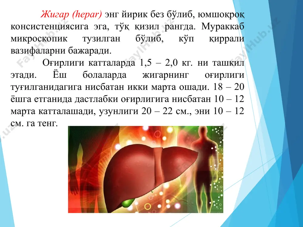 тологиялар келиб чиқиши жигар циррози сабаблари хасталикни келтириб чиқарадиган асосий сабаблар қуйидагилар: вирусли гепатит, турли тахминларга кўра, 10-24% ҳолларда жигар патологияси шаклланишига олиб келади. гепатитнинг б, c, д каби турлари ва янги аниқланган гепатит г ҳам бу касалликни чақиради; айниқса гепатит c узоқ муддат белгиларсиз кечиши, шу сабабли кеч аниқланиши туфайли хавфлидир. 97 % ҳолатларда бу касаллик узоқ муддат кечиб сиррозга олиб келади. 10 йил ва ундан кўпроқ муддат давомида катта миқдордаги спиртли ичимликларни истеъмол қилиш. ичкиликнинг бирон бир турига боғлиқлик, асосий омил — бу таркибида этил спиртининг мавжудлиги ва унинг организмга мунтазам равишда тушиб туриши тилнинг ранги ҳам саломатлик тўғрисида хабар беради ўт ҳосил булиши ва ажралиши. ўт жигарда ҳосил бўлади ва ҳазм жараёнида иштирок этади. ўтнинг ҳазмдаги аҳамияти қуйидагилардан иборат: а) ёғларни эмулсияга айлантиради, натижада липаза таъсир этадиган сатҳ катталашади; б) липидлар гидролизидан ҳосил бўлган моддаларни эритади, уларнинг сурилишини ва энтероцитларда триглицеридлар ресинтезини осонлаштиради; в) меъда ости ва …