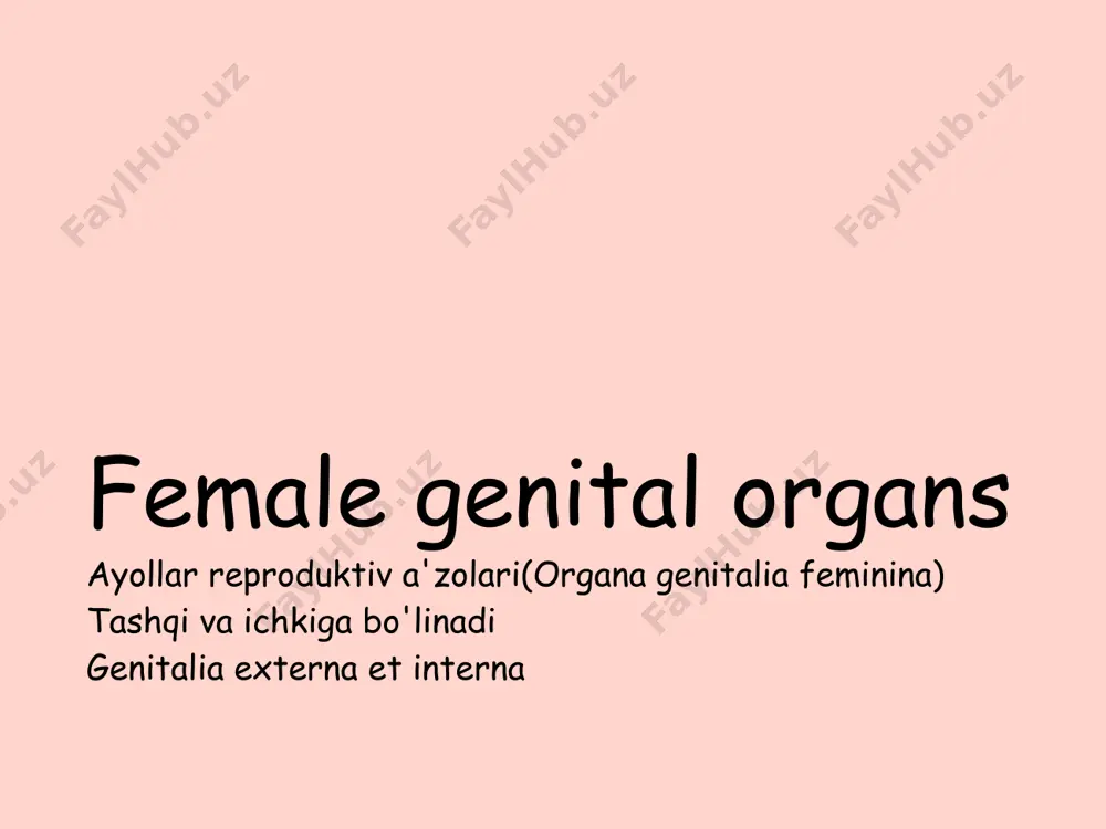 tunica muscularis (myometrium) 1) stratum longitudinale – tashqi, yupqa 2) stratum circulare – o’rta, eng qalin 3) stratum longitudinale – ichki, yupqa 3. tunica serosa (perimetrium) • mezoperitoneal o’ralgan • isthmus uteri ning ikki yoni va cervix uteri qorin parda bilan qoplanmagan • bir a’zodan ikkinchisiga o’tishda • excavatio rectouterina (duglas bo’shlig’i)  chuqurroq • excavatio vesicouterina – yuzaroq parametrium bachadon atrofi g’ovak kletchatka juda yaxshi rivojlangan • bachadon oldi va bo’yinning yon tomonida davom etadi • pastga bachadon bo’yni atrofi kletchatkasi qin atrofi kletchatkasi • oldinga – siydik pufak atrofi (paravesikular)kletchatka • orqaga – pararektal bachadon boylamlari: • 1. lig. latum uteri  qorin parda duplikaturasidan iborat  tutqich vazifasini bajaradi. ikki varaq orasida qon-tomir va nervlar yotadi  shakli - noto’g’ri to’rtburchak - frontal tekislikda joylashgan  varaq orasida - tuba uterina - lig. ovarii proprium - lig. teres uteri - mesosalpinx  unda joylashgan: • epoophoron • …