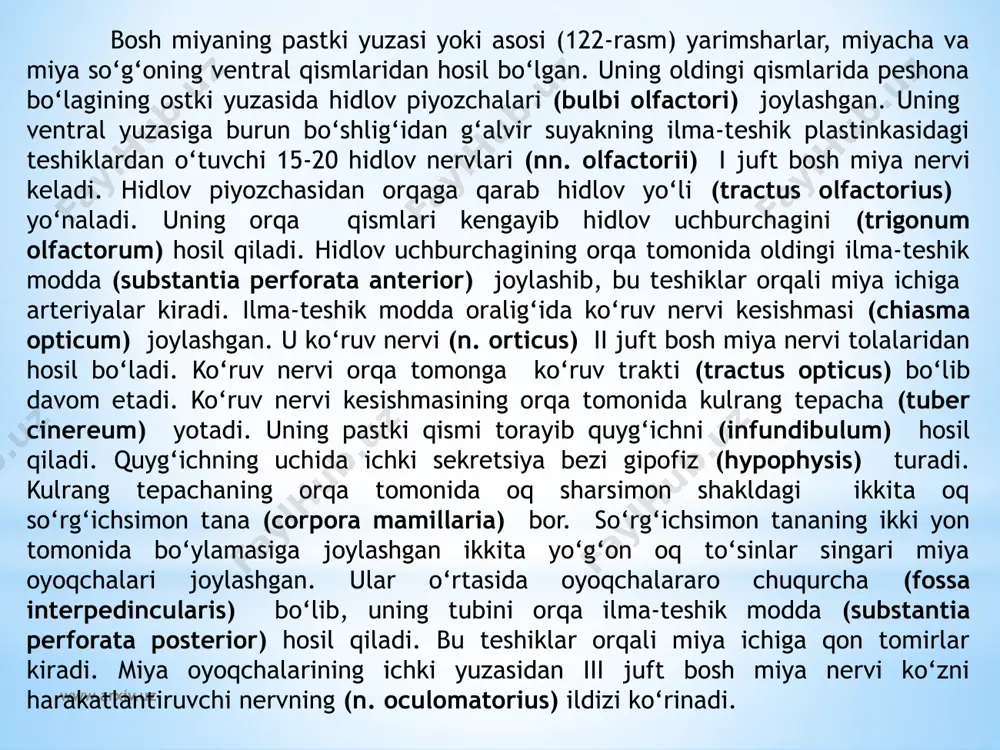 i. uning pastki chegarasi katta teshik sohasida yoki i juft orqa miya nervi ildizining yuqori chekkasida. yuqori chegarasi old yuzasida ko‘prikning pastki chekkasida bo‘lsa, orqa yuzasida miya hoshiyalariga to‘g‘ri keladi. uzunchoq miyaning yuqori qismlari kengayib piyozcha shaklini olgani uchun uni miya piyozchasi (bulbus cerebri) deb ham ataladi. www.arxiv.uz uzunchoq miya eshituv va muvozanat a’zolari, hamda qon aylanish va nafas a’zolariga bog‘liq bo‘lgan jabra apparatlari bilan aloqada paydo bo‘ladi. shuning uchun unda muvozanat va harakatni muvofiqlashtirish, modda almashinuvini boshqaruvga aloqador bo‘lgan kulrang o‘zaklar joylashgan. uzunchoq miyaning uzunligi o‘rtacha 2,5 sm. unda oldingi, orqa va yon yuzalari tafovut qilinib, ular o‘zaro egatlar yordamida ajralib turadi. bu egatlar orqa miya egatlarining davomi bo‘lib, o‘sha nomlar bilan ataladi. uzunchoq miyaning ventral yuzasidagi oldingi o‘rta yoriqni (fissura mediana anterior) ikki tomonida bo‘rtib chiqqan piramidalar (pyramis medullae oblangatae) joylashgan. piramidalar harakatlantiruvchi nerv tolalaridan iborat bo‘lib, orqa miyaga o‘tish joyida qisman kesishib, piramidalar kesishmasini (decussatio pyramidum) hosil …