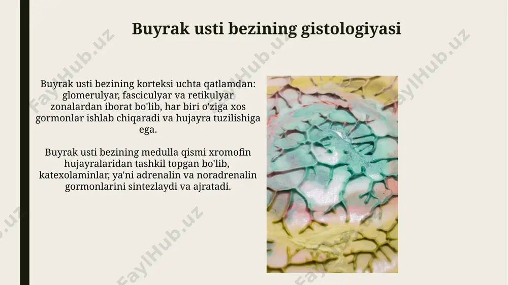 periferik endokrin tizimi a'zolari gistologiyasi - Page 5