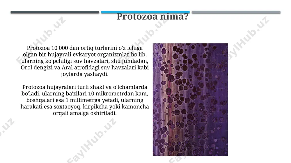 protozoalar - Page 5