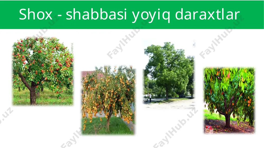 o‘simliklarning hayotiy shakllari - Page 5