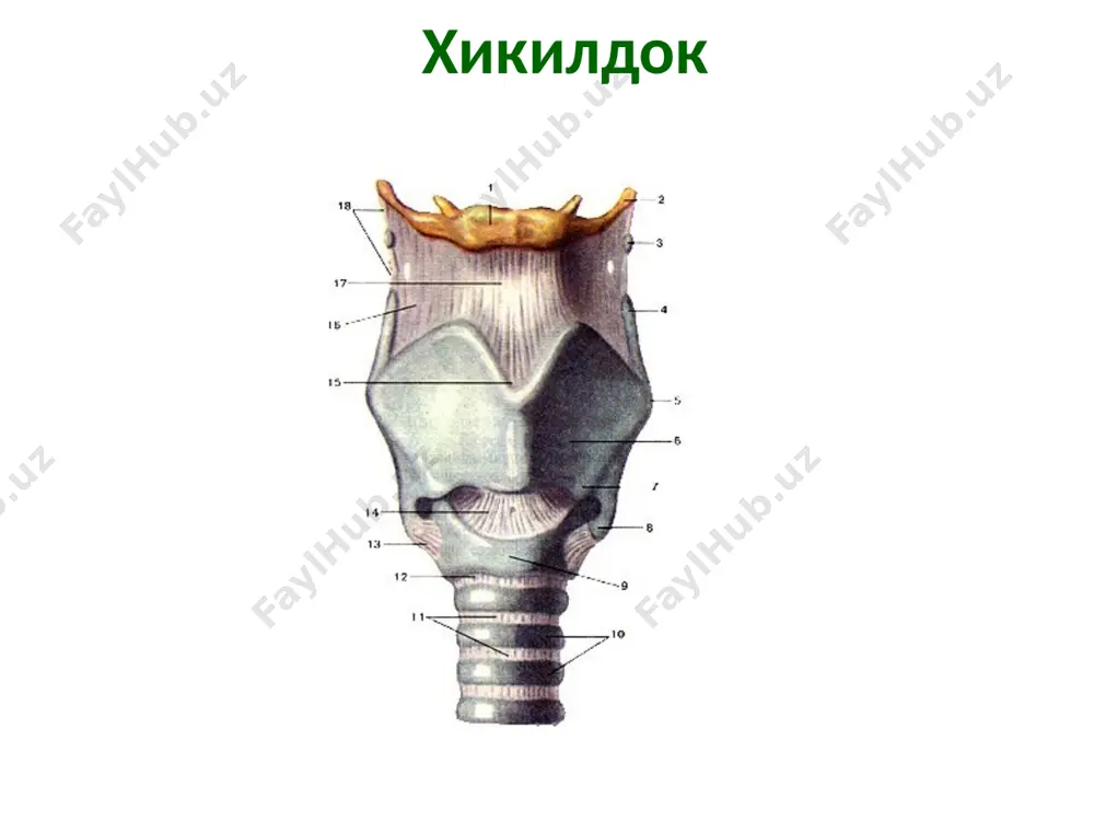 нафасолишорганлари - Page 3