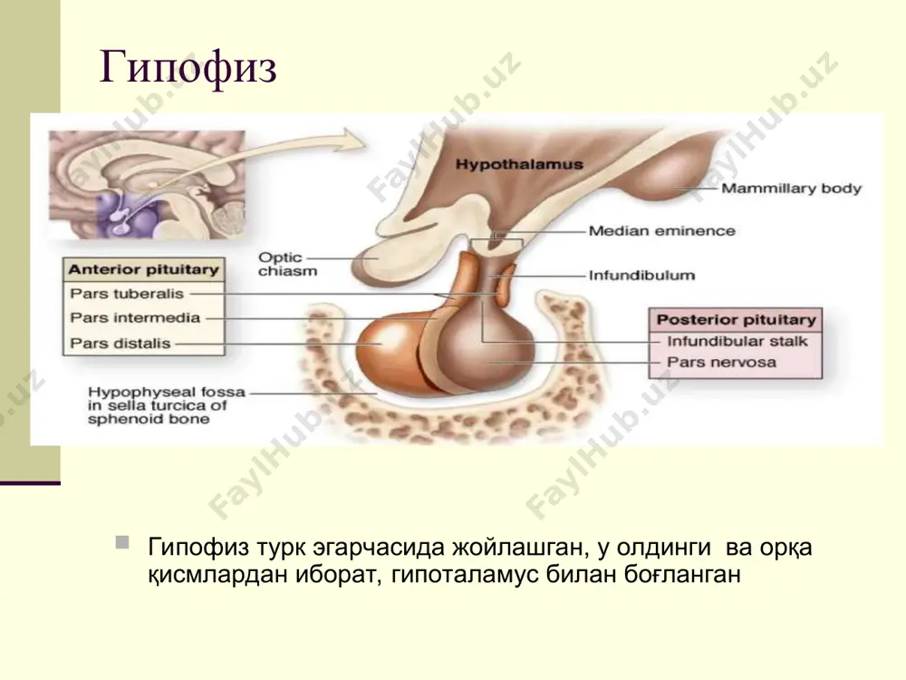 тларни ҳосил қилади: коптокчали (g), тутамли (f), тўрсимон (r) соҳалар буйрак усти бези мия моддаси. нейросекретор ҳужайралар тасмалар орасида капиллярларнинг бой тўри жойлашган панкреатик оролчалар. қалқонсимон без. тиреоид фолликуляр ҳужайралар ва парафолликуляр ҳужайралар