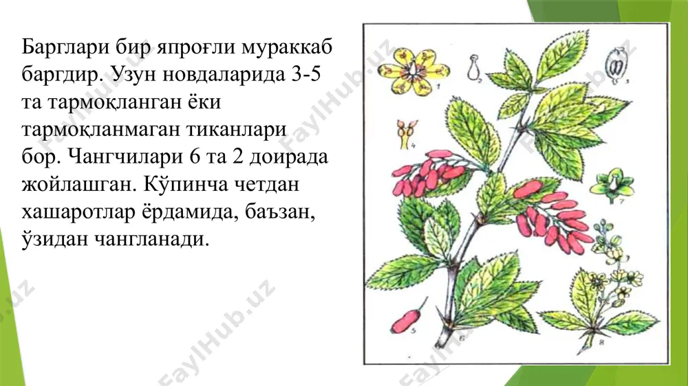zirk (berberis iritegerrima bge.) - Page 4
