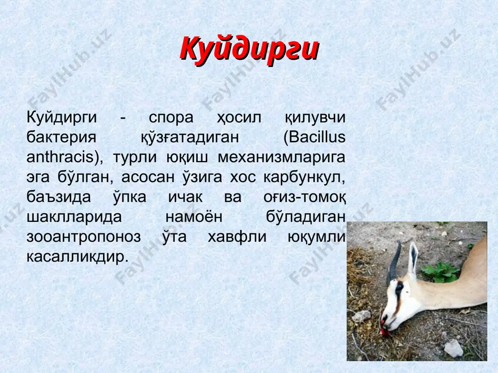 инг тана ҳарорати кўтарилади (40-45 градусгача), эти увишиб мушаклари қисқаради, томир уриши тезлашади, нафас олиши қийинлашади. овқат емай қўяди, нафас олиши янада тезлашади, ҳиқилдоғи шишади, нафас олганда шовқин пайдо бўлади. қорни шишади, ичакдан қон аралаш суюқлик ажралиб чиқади, сийдик билан қон кетади, натижада ҳайвон тезда нобуд бўлади. сигирларнинг сут бериши камаяди, сути сарғиш қон тусли бўлиб, мазаси тахир бўлади. майда шохли ҳайвонларда касаллик яшин тезлигида ўтади ва ҳайвонларнинг тўсатдан нобуд бўлиши билан тугайди. уларнинг ички аъзоларида геморрагик шишлар пайдо бўлади. отларда куйдирги асосан ичак ва тери шаклида бўлиб, инфильтратлар чуқур жойлашади, улар гангрена ва парчаланиш билан тугайди. касаллик 8-36 соат, баъзан эса 3-6 кун давом этади. чўчқаларда эса касаллик маҳаллий узгаришлар билан кечади: бўйин, кўкрак қафаси шишади, нафас олиши қийинлашади, қусиш, йўталиш, хириллаш аломатлари пайдо бўлади. бурун ва оғиз бўшлиғи шиллиқ кавати кўкимтир-қизил рангли бўлади, тилда ва қаттиқ танглайда шишлар, карбункуллар пайдо бўлади, чўчқа асфиксиядан нобуд бўлади. чўчқаларда куйдирги баъзан …