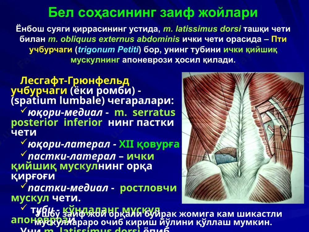iq laparotomiya: a) teri, orqaning serbar va qorin tashqi qiyshiq muskullarini kesish; b) ichki yassi muskullarni kesish, retroperitoneal bo'shliqni ochish kamchiligi: muskullar shikastlanishi, nervlar (12 qovurg'alararo va yonbosh gipogastral) kesilishi orqa vertikal laparotomiya pielotomiya buyrakni pastki qutbidan oldinga va tashqariga tortib chiqariladi. jom atrofidagi yog' kletchatkasidan ajratilib, uning pastki shoxi ochiladi. jomni bo'ylamasiga kesilib, tosh chiqarib olinadi. kesimni paramukoz choklar bilan tikiladi (qayta tosh paydo bo'lishining oldini olish uchun). nefrektomiya (nephrectomia) retrorenal fastsiya kesilib, buyrakni yog' kapsulasidan chiqariladi. tomirlar alohida bog'lanadi. siydik nayi topiladi va buyrak pastki qutbi ko'tariladi. siydik nayi kesiladi, fedorov qisqichi qo'yilgach buyrak venasi va arteriyasi bog'lanib kesiladi renovaskulyar etishmovchilikni davolash uchun stenozlangan arteriya alloplastikasi, splenorenal arterial anastomoz va tomir oyoqchali ingichka ichak transplantatini buyrakka tikish (demukozlangan ichak ichiga dekapsulyatsiya qilingan buyrakni joylashtirish), buyrak arteriyasi autoplastikasi - a. profunda femoris yordamida, trombintimektomiya. nefroptoz - ayollarning 1,5% va erkaklarning 0,2% ida uchraydi. unda nefropeksiya operatsiyasi bajariladi. 3 guruhi: …