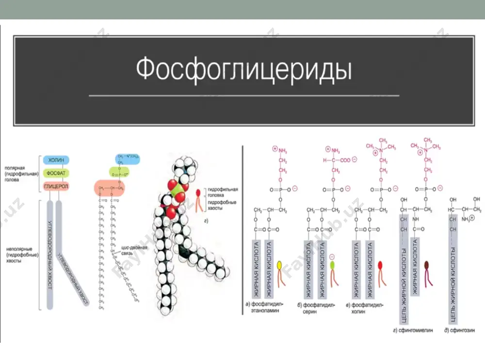 хужайра мембранаси - Page 3