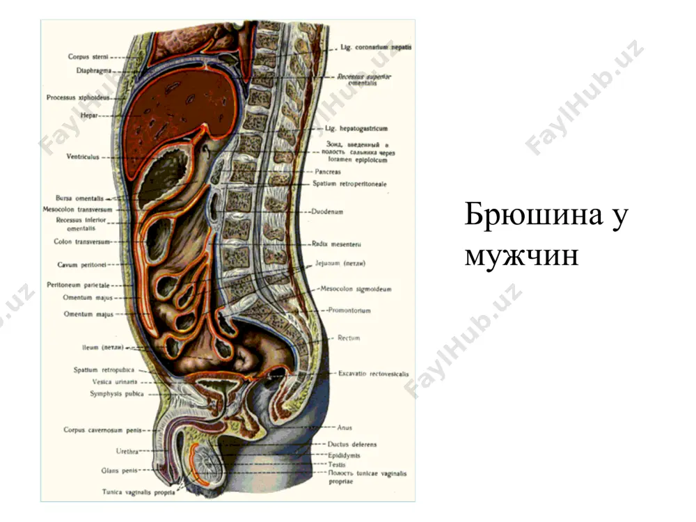 сагитальний разрез. 1 - правосторонний передне-верхний поддиафрагмальный 2 - правосторонний передне-нижний поддиафрагмальный (подпеченочный) 3 - левосторонний нижний поддиафрагмальный (сальниковой сумки) 4 - межкишечный 5 - брыжейки тонкой кишки 6 - тазовый клиника тазовых абсцессов 1. интенсивная боль в нижних отделах живота. 2. тенезмы, болезненность при акте дефекации. 3. частый жидкий стул, частое болезненное мочеиспускание. 4. при пальцевом исследовании прямой кишки нависание передней стенки и резкая болезненность, инфильтрат с флюктуацией. абсцесс дугласового пространства (варианты прорыва) 1,2 - в свободную брюшную полость 3 - в мочевой пузырь 4 - в прямую кишку оперативное лечение абсцессов забрюшинный доступ к правостороннему поддиафрагмальному абсцессу. вид спереди (а) и сбоку (б). а б доступ к абсцессу в правом задне верхнем поддиафрагмальном пространстве - расположение абсцесса в правом нижнем пространстве. 1 - печень 2 - абсцесс абсцесс дренируют без раскрытия плевральной и брюшной полости пункция и последующее раскрытие абсцесса дугласового пространства через переднюю стенку прямой кишки пункция …