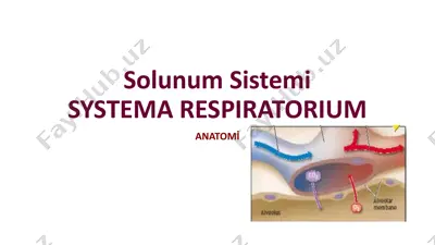 solunum sistemi — PPTX