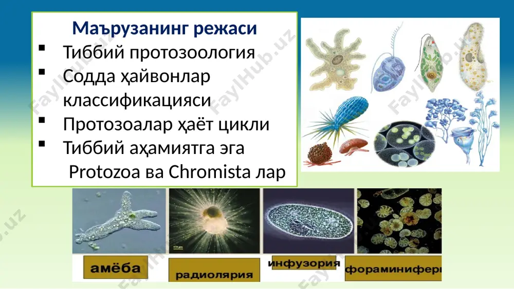 comastigofora синф lobosea (амёбалар) вакил entamoeba coli - ичак амёбаси одам танасидаги локализацияси – йўғон ичак типик комменсали морфологик хусусиятлари – дизентерия амёбасига ўхшайди инвазион босқич – циста 8 та ядроли вакил entamoeba gingivalis - оғиз амёбаси одам танасидаги локализацияси - оғиз бўшлиғи (милклар, кариозли тишлар) хусусиятлари - лейкоцитлар билан, оғиз бўшлиғи касалликларида эритроцитлар билан ҳам озиқланади. саркодалилар – одам факультатив паразитлари вакил. naegleria fowleri одам ифлос сувда чўмилганида бурун бўшлиғига тушади, ҳид билиш нерви орқали одам бош миясига ўтади ва нерв системасини зарарлайди. вакил acanthamoeba организмга нафақат ҳазм системаси ва бурун-ҳалқум йўли орқали тушади, балки нафас олиш, жароҳатланган тери, шох парда орқали киради. заболевание протекает по-разному в зависимости от путей попадания возбудителя в организм. акантамёбалар яхши сифатли, сурункали менингоэнцефалитга сабаб бўлади. acanthamoeba keratitis (кўз шох пардасининг шамоллаши), кўриш қобилиятини зарарлайди. hartmanella менингоэнцефалит, диффуз некрозли гранулематоз энцефалит ва ярали кератитга сабаб бўлади. naegleria fowleri acanthamoeba acanthamoeba keratitis тип sarcomastigophora. синф …