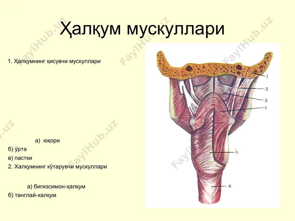 острые и хронические заболевания глотки - Page 5