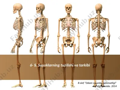 suyaklarning tuzilishi va tarkibi. 8 - sinf — PPTX