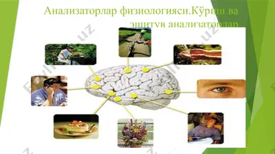 analizatorlar fiziologiyasi — PPTX