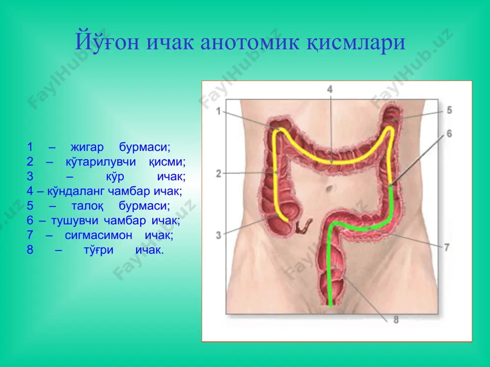 ilan intoksi-katsiya alomatlari: bosh og'rig'i, behol-lik, ko'ngilning behuzur bo'lishi, ishtaha yo'qligi paydo bo'ladi. diagnostika rektal tekshiruv irigografiya davolash: xirurgik, aganglionar zonana rezektsiya kilinib, dekompensatsiyaga uchragan yogon ichak kismlari olib tashlanadi. nospetsifik yarali kolit nospetsifik yarali kolit - yo'g'on va to'g'ri ichaklar shilliq qavatining yarali-nekrotik o'zgarishi bilan kechuvchi surunkali yallig'lanish kasalligidir. patogenezi organizm sensibilizatsiyasi autoimmun reaktsiya rivojlanishi ichak shilliq qavatida antigen- antiteloreaktsiyasi kolit, yaralar kelib chiqishi ikkilamchi infektsiya qo'shilishi ichak nerv apparatining buzilishi alimentar etishmovchilik etiologiyasi infektsion naza-riya, allergik jarayon nazariyasi. diagnostika bemor shikoyatlari anamnezi rektoromanoskopiya irrigografiya kolonoskopiya nyakda endoskopik ko'rinish klinika o'tkir (yashin tezligida kechuvchi) turi (10% bemorlarda) juda og'ir kechadi. ich surishi (40 martadan ko'p), najas shilliq, qon, yiring aralash bo'ladi, qayt qilish va qorinda kuchli og'riq, tenezmlar, bemorning ahvoli og'ir bo'lib yuqori harorat kuzatiladi. qon bosimi tushadi, taxikardiya. qorin kattalashgan, silaganda yo'g'on ichak bo'ylab og'riq bo'ladi. yuqori leykotsitoz, leykotsitar formulaning chapga siljishi, gemoglobin, eritrotsitlar soni, gematokrit kamayadi. ich …