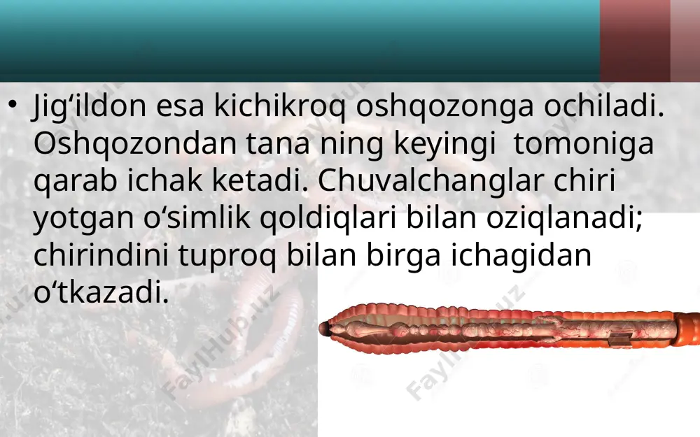 ‘simtalarda to‘p-to‘p bo‘lib joylashgan. chuvalchanglar o‘simtalar yordamida suzadi yoki suv tubida o‘rmalab yuradi. bu o‘simtalar ilk bor paydo bo‘lgan oyoqlar hisoblanadi. ular baliqlar uchun asosiy oziq hisoblanadi. zuluklar sinfi. zuluklarga chuchuk suvlarda yashab, umurtqali hayvonlar qonini so‘radigan yoki yirtqich hayot kechiradigan 400 ga yaqin tur kiradi. tibbiyot zulugidan tibbiyotda qon tomiri kasalliklarini davolashda foydalaniladi. bu zuluk maxsus zavodlarda ko‘paytiriladi. halqali chuvalchanglarning kelib chiqishi. halqali chuvalchanglar erkin yashovchi qadimgi yassi chuvalchanglardan kelib chiqqan. dengizlarda yashovchi ko‘p tukli halqalilar lichinkalari tanasida kipriklar bo‘lishi, uning ayirish sistemasi ning kiprikli yassi chuvalchanglar sistemasiga o‘xshash bo‘lishi ana shundan dalolat beradi. kam tukli halqali chuvalchanglar esa ko‘p tukli halqalilardan kelib chiqqan. savol va topshiriqlar yomg‘ir chuvalchangi hazm qilish sistemasi qanday tuzilgan? qon aylanish sistemasi qanday tuzilgan? qon qanday vazifani bajaradi? yomg‘ir chuvalchangi qanday nafas oladi? chuvalchangning ayirish sistemasi qanday tuzilgan? halqali chuvalchanglar qanday ahamiyatga ega? halqali chuvalchanglar qanday kelib chiqqan? image2.jpeg image3.jpeg image4.jpeg image5.jpeg image6.jpeg image7.jpeg …