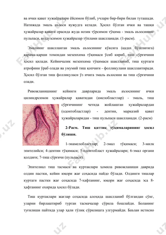 ти, илдизларининг шаклланиш ва сўрилиш муддатлари 1-жадвалда келтирилган. 1 жадвал. сут тишларининг чиқиш, шаклланиш ва сўрилиш муддатлари. тишлар чиқиш муддати, ойи илдиз шаклланишининг тугаш йили илдиз сўрилишининг бошланиш йили i ii iv iii v 6-8 ой 8-12 ой 12-16 ой 16-20 ой 20-30 ой 2 ёшда 2 ёшда 4 ёшда 5 ёшда 4 ёшда 5 ёшдан 6 ёшдан 7 ёшдан 8 ёшдан 7 ёшдан шундай қилиб, 2,5-3 яшар боланинг оғиз бўшлиғида сут тишлар қатори тўлиқ шаклланади ва улар қуйидаги клиник тиш формуласи ёрдамида ифодаланади: v iv iii ii i i ii iii iv v v iv iii ii i i ii iii iv v бундан кўриниб турибдики, сут тишлари клиник формулада доимий тишлардан фарқли ўларок, араб рақамлари билан эмас, балки рим рақамларида ўз ифодасини топган. сут тишлари ёриб чиқиши билан уларнинг суяк альвеоласи ичидаги ривожланиш даври тугайди ва иккинчи - илдиз шаклланиш даври бошланади. тиш илдизи асосан бола туғилганидан кейин …