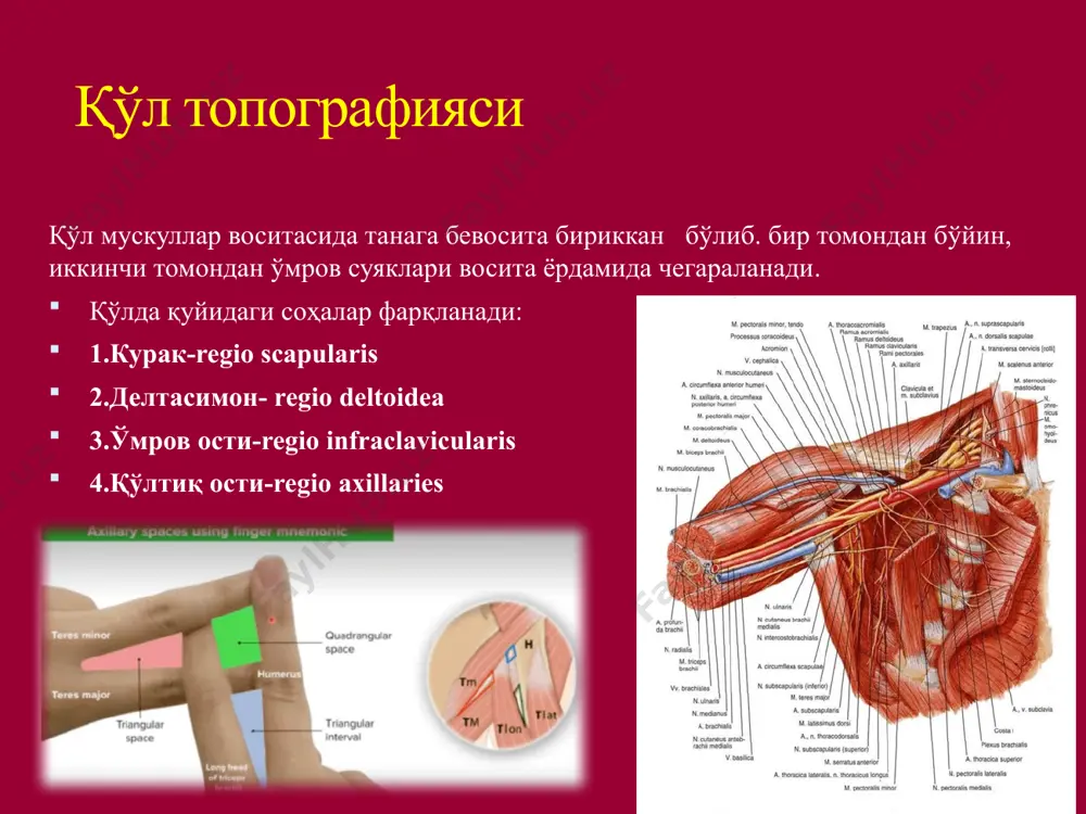 guinales superficiales жойлашади. 3. юза фасция. 4. хусусий фасция (fascia lata femoris чов бойлами билан ёнбош ва қов суяклари орасида камгак жой бўлиб, у орқали тос бушлиғи сон билан туташади. камгакнинг латерал қисми lacuna musculorum деб юритилади: унинг чегаралари – олдинда пупарт бойлами, ичкарида arcus iliopectineus (чов бойламидан бошланиб тос суягига ёпишади), ташқарида ва орқада ёнбош суяги. лакуна орқали m.iliopsoas ва мускулдан ташқарида n.femoralis ўтади. камгакнинг медиал lacuna vasorum номини олган: унинг чегаралари – олдинда пупарт бойлами, ичкарида қайрилган бойлам, ташқарида arcus iliopectineus, орқада тароқсимон бойлам. томир лакунасида жойлашади: энг ичкарида ғовак клетчаткада чуққур чов лимфа (розенмюллер) тугунлари, улардан ташқарироқда сон венаси, венадан ташқарида сон артерияси жойлашади. томир лакунасининг медиал бўлимидан чурра халтаси чиқиши натижасида сон канали (canalis femoralis) пайдо бўлади. канал деворлари: орқа ва олдинги – сербар фасциянинг юза ва чуқур варақлари, ташқи – сон венаси чегаралайди. каналнинг чуқур тешиги (anulus femoralis)ни олдиндан чов бойлами, орқадан тароқсимон (купер) бойлам …