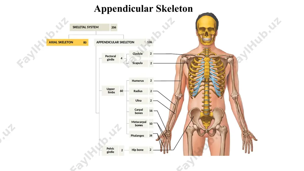 pezoid capitate metacarpal bones proximal phalanx distal phalanx ulna triquetrum pisiform hamate anterior view ulna triquetrum pisiform hamate posterior view v iv iii ii i radius metacarpal bones lunate scaphoid trapezium trapezoid capitate proximal phalanx middle phalanx distal phalanx bones of the right wrist and hand thank you ! image1.gif image2.jpg image3.jpg image4.jpg image5.jpg image6.jpg image7.jpg image8.jpg image9.jpg image10.jpg image11.jpg image12.jpg image13.jpg image14.jpg image15.jpg image16.jpg image17.jpg image18.jpg image19.jpg image20.jpg image21.jpg /docprops/thumbnail.jpeg