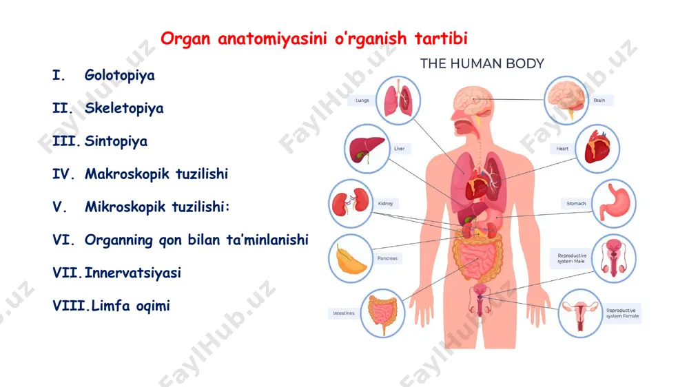 ilni yo’g’onlashtiradi skelet muskullar m.genioglossus tilni oldinga va orqaga tortadi m.hyoglossus tilni orqaga va pastga tortadi m.styloglossus tilni yuqoriga va orqaga tortadi m.palatoglossus til ildizini yuqoriga ko’taradi halqum - pharynx toq, voronkasimon organ uzunligi 12 -15 sm burun bo’shlig’idan hiqildoqqa o’tkazadi golotopiyasi: - bo’yin sohasida joylashadi skeletopiyasi: - kalla suyagi asosidan c6 gacha bo’lgan sohada joylashgan sintopiyasi va devorlari: yuqori( fornix pharynx): kalla asosi (tuberculum pharyngeum) past: qizilo’ngach oldingi: burun, og’iz va hiqildoq bo’shliqlariga ochilgan orqa: vertebrae cervicales, bo’yin fassiyalari, muskullari. yon: nerv-tomir tutami – a.carotica communis, v.jugularis interna, n.vagus makroskopik tuzilishi: qismlari luqmani og’iz bo’shlig’idan qizilo’ngachga, havoni 1. nasopharynx oropharynx laryngopharynx pars nasalis(nasopharynx) – c1-c2 ro’parasida joylashgan, burun bo’shlig’iga choanaelar orqali ochiladi fornix pharyngis tonsilla pharyngealis ostium pharyngeum tubae auditivae torus tubarius plica salpingopharyngea plica salpingopalatina tonsilla tubaria pars oralis(oropharynx) – c3 ro’parasida joylashgan, og’iz bo’shlig’iga isthmus faucium orqali ochiladi pars laryngea( laryngopharynx) – c4- c6 ro’parasida joylashgan, aditus …
