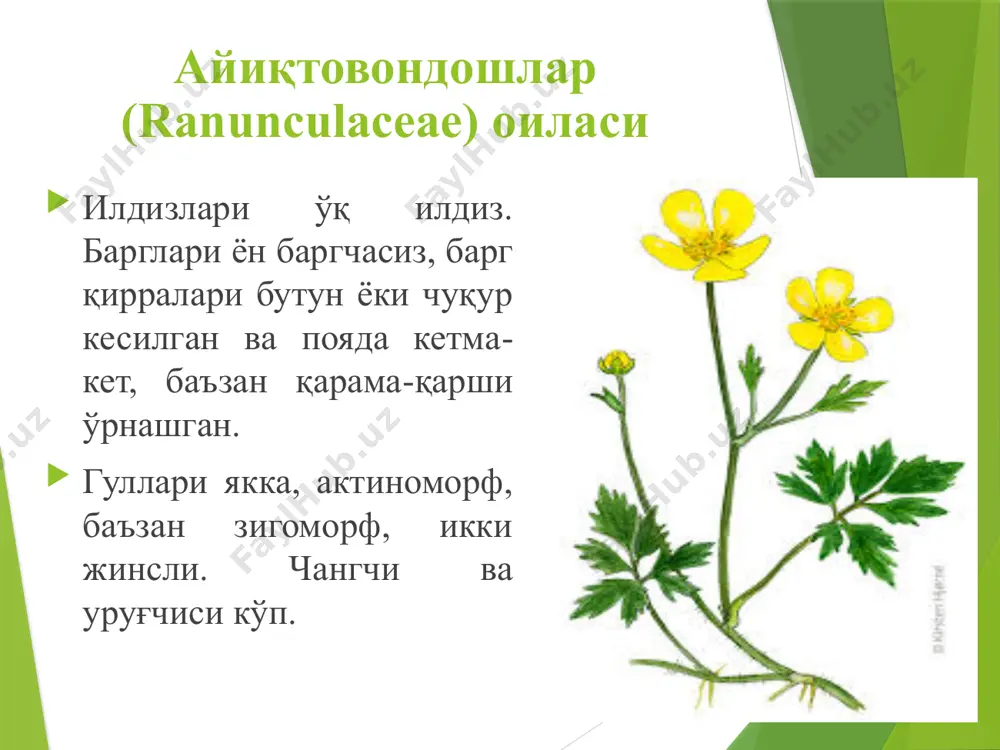 ар. тарвуз уруғи - жигар ва буйрак касалликларини даволашда ишлатилади. шарбати - чанқоқ қолдириш, яллиғланишда, юрак, буйрак, жигар, склероз, ўт пуфаги касалликларида, артрит, қандли диабетда ва кам қонликда истеъмол қилинади. тарвузнинг қуруқ пўстлоғидан тайёрланган дамлама - йўғон ичакни ўткир ва сурункали яллиғланишини даволашда ишлатилади. тарвуз темирга бой, у анемияга (кам қонликка) даво. у организмни тозалашда ҳам фойдали, “арбузное голадание” унда: 3-4 кун фақат тарвуз ва қора нон ейилади. тарвузнинг ватани: жанубий африка саналади. қабила. қовоқнамолар-cucurbitales оила. қовоқдошлар -cucurbitaceae туркум. сувқовоқ-lagenaria l. тур. сувқовоқ-lagenaria vulgaris l. палаклари илашиб ўсувчи бир йиллик ўт ўсимлик. гуллари йирик, оқ, трубкасимон, икки жинсли, барг қўлтиғида биттадан ўрнашган. меваси қаттиқ ёғочлаган, ичи бўш бўлгани учун сув ташиш ва дон солиш учун ишлатилади. сувқовоқнинг кичикларидан ҳар хил совға буюмлари тайёрланади. қабила. қовоқнамолар-cucurbitales оила. қовоқдошлар-cucurbitaceae туркум.бодринг-cucumus l. тур. экма бодринг-cucumus sativus l. бўйи 1 -2 метрга борадиган бир йиллик ўсимлик. пояси илашиб ўсади. барглари оддий, юраксимон, беш бўлмали, …
