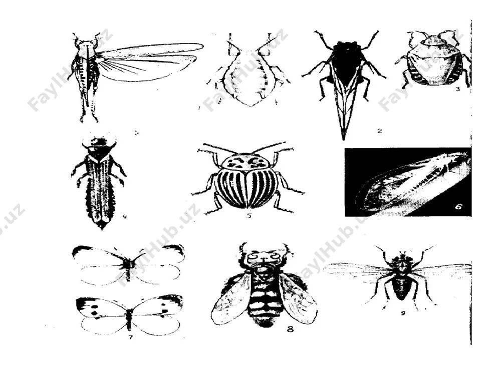 qurt, tunlamlar kabi hammako`r zararkunandalar ham katta ziyon keltiradi. asosiy bug`doy zararkunandalri bo`lib - bug`doy tripsi, bitlar oilasiga mansub g`alla bitlari, zararli xasva, nayza boshli xasva, may qiziloyoq qo`ng`izi, shilimshiq qurt, gessen pashshasi kabi bug`doy zararkunandalari bor. e’tiboringiz uchun raxmat!!!