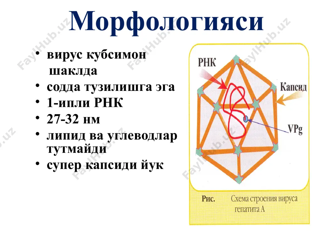 вирусли гепатитларни келтириб чикарувчи вируслар - Page 5