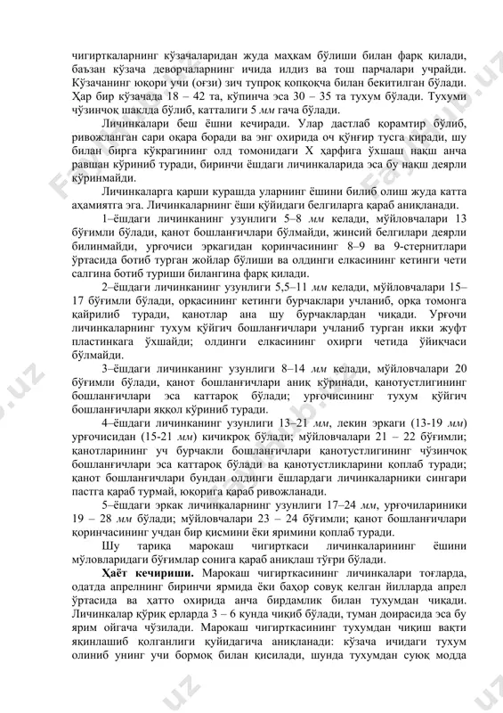 ри бўлмайди, жинсий белгилари деярли билинмайди, урғочиси эркагидан қоринчасининг 8–9 ва 9-стернитлари ўртасида ботиб турган жойлар бўлиши ва олдинги елкасининг кетинги чети салгина ботиб туриши билангина фарқ қилади. 2–ёшдаги личинканинг узунлиги 5,5–11 мм келади, мўйловчалари 15–17 бўғимли бўлади, орқасининг кетинги бурчаклари учланиб, орқа томонга қайрилиб туради, қанотлар ана шу бурчаклардан чиқади. урғочи личинкаларнинг тухум қўйгич бошланғичлари учланиб турган икки жуфт пластинкага ўхшайди; олдинги елкасининг охирги четида ўйиқчаси бўлмайди. 3–ёшдаги личинканинг узунлиги 8–14 мм келади, мўйловчалари 20 бўғимли бўлади, қанот бошланғичлари аниқ кўринади, қанотустлигининг бошланғичлари эса каттароқ бўлади; урғочисининг тухум қўйгич бошланғичлари яққол кўриниб туради. 4–ёшдаги личинканинг узунлиги 13–21 мм, лекин эркаги (13-19 мм) урғочисидан (15-21 мм) кичикроқ бўлади; мўйловчалари 21 – 22 бўғимли; қанотларининг уч бурчакли бошланғичлари қанотустлигининг чўзинчоқ бошланғичлари эса каттароқ бўлади ва қанотустликларини қоплаб туради; қанот бошланғичлари бундан олдинги ёшлардаги личинкаларники сингари пастга қараб турмай, юқорига қараб ривожланади. 5–ёшдаги эркак личинкаларнинг узунлиги 17–24 мм, урғочилариники 19 – 28 …