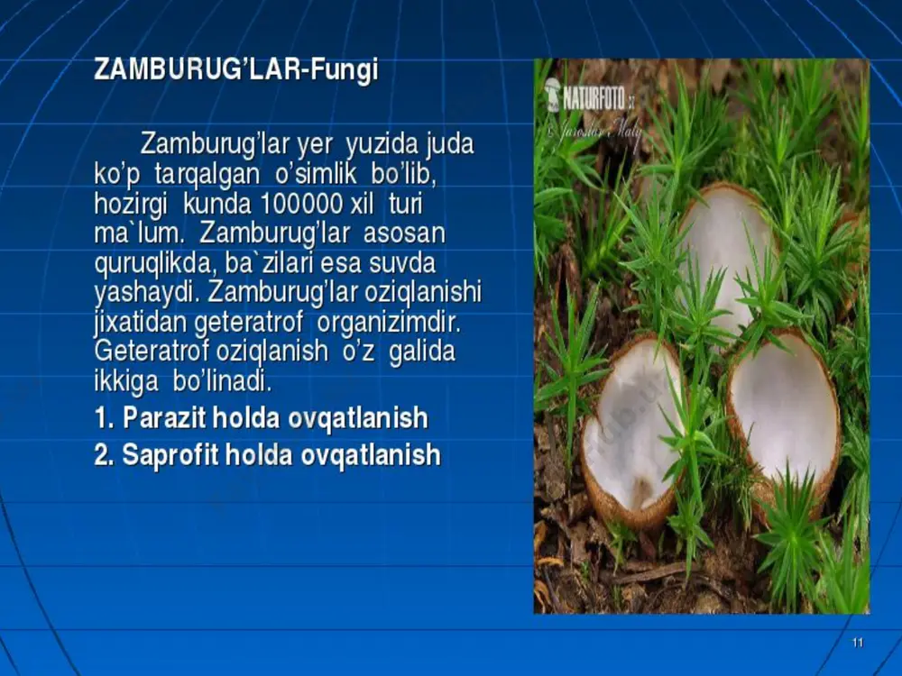 achitqilarning tuzilishi va ko’payish usullari. achitqilarga yetkazuvchi zarar - Page 5