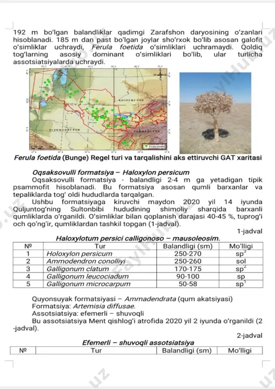 ferula foetida (bunge) regel - Page 2