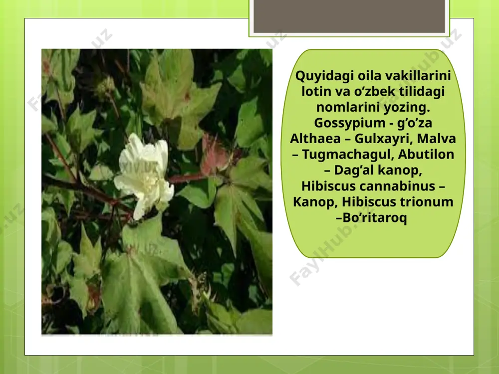 gulxayridoshlar (malvaceae) - Page 4