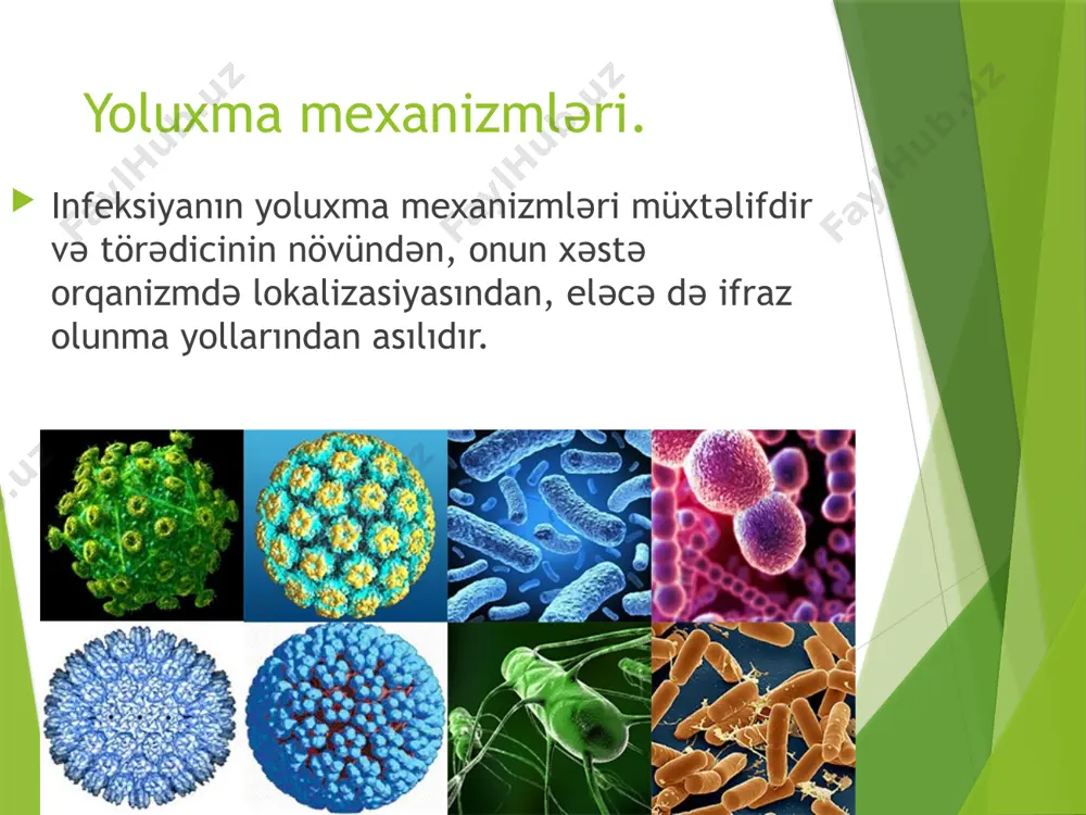 ertikal yoluxma xüsusiyyətinə malikdirlər (məsələn, toksoplazmoz, virus məxmərəyi və s.). infeksion xəstəliklərin baş verməsində törədicinin orqanizma daxil olduğu yer - giriş qapısı, həmçinin onun böhran dozası da mühüm əhəmiyyət kəsb edir. infeksiyanın giriş qapısı etioloji amilin orqanizmə daxil olduğu yerdir. hər bir infeksion xəstəliyin etioloji amili ancaq müəyyən giriş qapılarından daxil olduqda xəstəlik törədə bilir. məsələn, dizenteriyanm torədicisi ancaq həzm traktına, qızılca, virusları isə ancag tənəffüs yollarına daxil olduqda xəstəlik törədir. infeksiyanın giriş qapısında bəzi hallarda iltihab ocağı - ilkin affekt yaranır. əgər bu zaman regionar limfa düyünləri də prosesə cəlb olunursa bu, ilkin kompleks adlanır. mikroorqanizm giriş qapılarından deyil, digər nahiyyələrdən orqanizmə daxil olduğu təqdirdə infeksion xəstəlik inkişaf etmir, törədici ya orqanizmdə məhv olur, ya da kənarlaşdırılır. bu, sahib orqanizm hüceyrələrində müxtəlif törədicilərə qarşı müvafiq reseptorların olması ilə əlaqədardır. bəzi xəstəliklər zamanı törədici bir deyil, bir neçə giriş qapısından daxil olmaqla xəstəlik törədə bilir. məsələn, taunun törədicisi bütün mümkün …