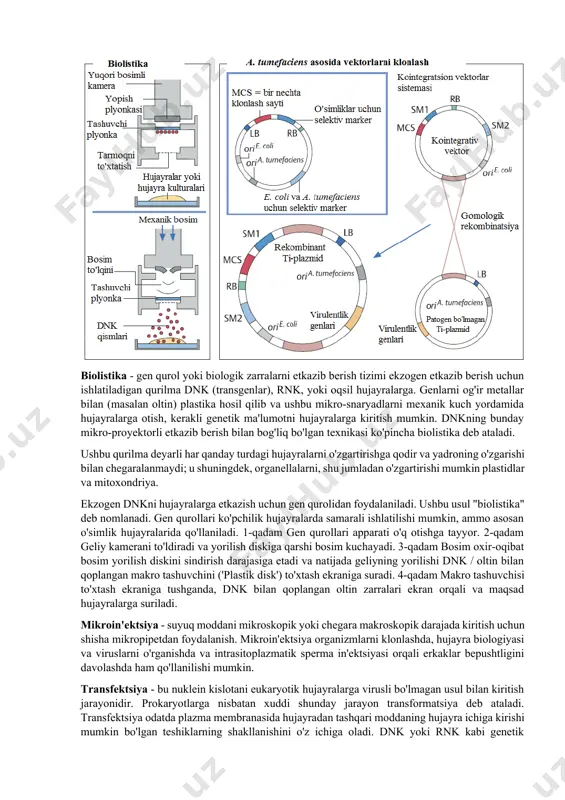 piramiz. o'simlik genomi. bugungi kunga qadar bir qancha oʻsimliklarning (arabidopsis thaliana, oryza sativa — sholi) genomlari toʻliq ketma-ketlikda boʻlgan. makkajo‘xori, tamaki, paxta, bug‘doy, arpa, kartoshka va boshqa foydali o‘simliklarning genomlari faol o‘rganilmoqda. biolistika - gen qurol yoki biologik zarralarni etkazib berish tizimi ekzogen etkazib berish uchun ishlatiladigan qurilma dnk (transgenlar), rnk, yoki oqsil hujayralarga. genlarni og'ir metallar bilan (masalan oltin) plastika hosil qilib va ushbu mikro-snaryadlarni mexanik kuch yordamida hujayralarga otish, kerakli genetik ma'lumotni hujayralarga kiritish mumkin. dnkning bunday mikro-proyektorli etkazib berish bilan bog'liq bo'lgan texnikasi ko'pincha biolistika deb ataladi. ushbu qurilma deyarli har qanday turdagi hujayralarni o'zgartirishga qodir va yadroning o'zgarishi bilan chegaralanmaydi; u shuningdek, organellalarni, shu jumladan o'zgartirishi mumkin plastidlar va mitoxondriya. ekzogen dnkni hujayralarga etkazish uchun gen qurolidan foydalaniladi. ushbu usul "biolistika" deb nomlanadi. gen qurollari ko'pchilik hujayralarda samarali ishlatilishi mumkin, ammo asosan o'simlik hujayralarida qo'llaniladi. 1-qadam gen qurollari apparati o'q otishga tayyor. 2-qadam geliy kamerani to'ldiradi …