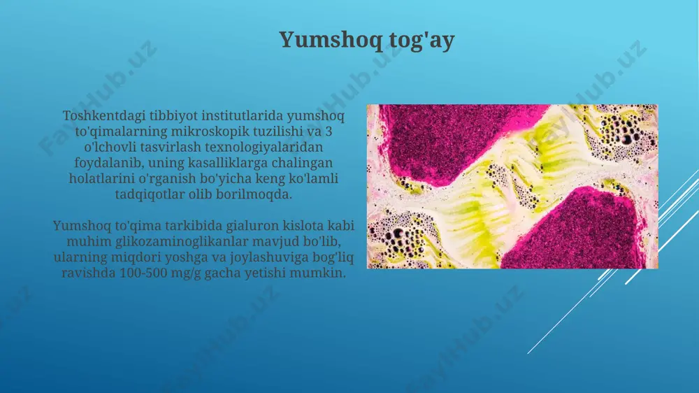 to'qimasi zichroq bo'ladi. maxsus bog'lovchi to'qima yog' to'qimasi (adipotsitlar) organizmning energiya zahirasini saqlashda muhim rol o'ynaydi va inson tanasining 15-20% ni tashkil qiladi, ayniqsa, teri osti qatlamida to'planadi. maxsus biriktiruvchi to'qima, masalan, qon, 55% plazmadan va 45% hujayralardan (eritrotsitlar, leykotsitlar, trombotsitlar) tashkil topgan bo'lib, butun dunyo bo'ylab 5 litrgacha hajmni egallaydi. suyak to'qimasi suyak to'qimasida osteoblastlar suyak to'qimasini hosil qiladi, osteoklastlar esa uni qayta so'rib oladi, bu jarayon suyakning doimiy yangilanishini ta'minlaydi va 30 yoshdan keyin sekinlashadi. suyak to'qimasining 60% dan ortig'i gidroksiapatit kristallaridan tashkil topgan bo'lib, bu uning mustahkamligini ta'minlaydi va 200 dan ortiq turdagi hujayralarni o'z ichiga oladi. qon hosil qiluvchi to'qima suyak to'qimasi, kalsiy va fosfor minerallarining yuqori konsentratsiyasi bilan tavsiflanadi va inson skeleti tuzilmasida 206 ta suyakni tashkil etadi, shu jumladan, bosh suyagi va oyoq-qo'l suyaklari, tana vaznini qo'llab-quvvatlash va harakatlanishda muhim vazifani bajaradi. bog'lovchi to'qima, masalan, teri osti yog' qatlami, 15-20% suv va 80-85% yog' …