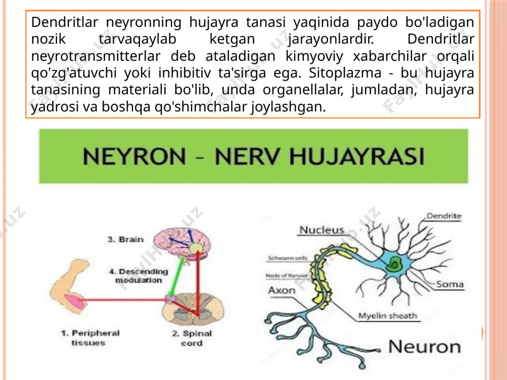 neyron. uning tuzilishi va funksiyasi - Page 5