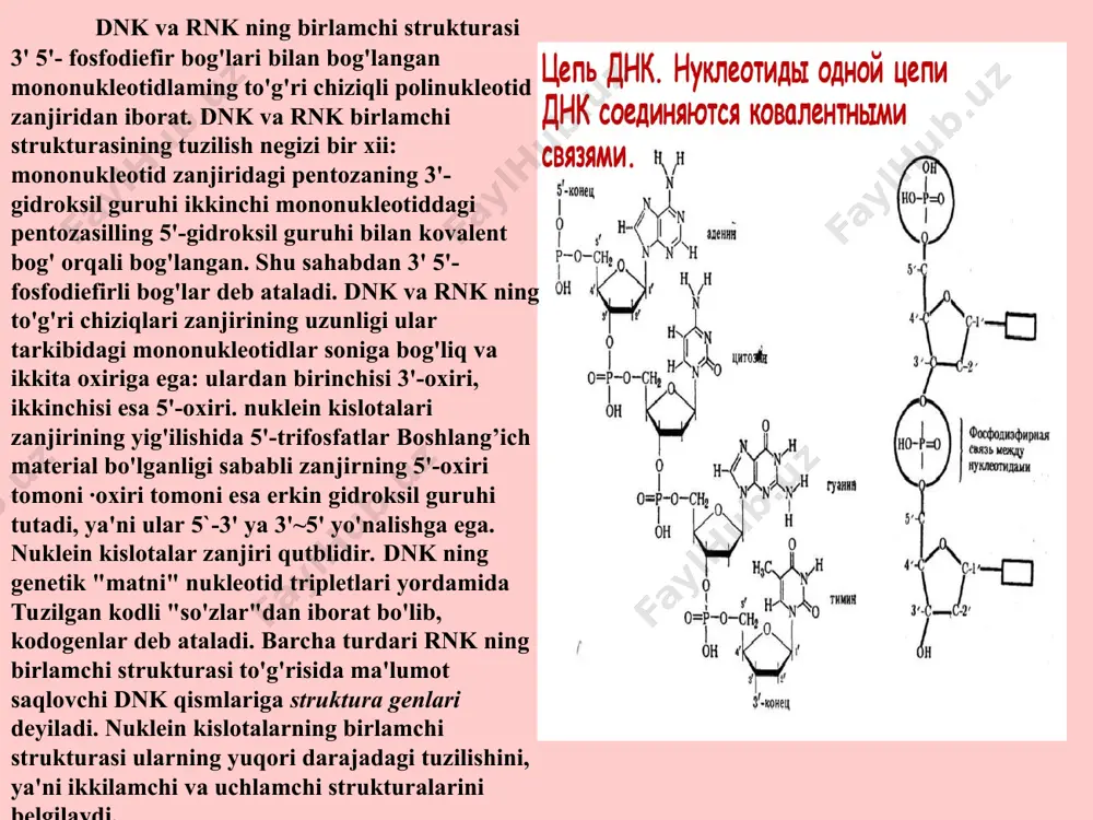 i uzish uchun; 2. xelikaza – komplementar azot asoslarining vodorod bog’larini uzish uchun; 3.dbo – dnk bog’lovchi oqsil. dnk bilan bog’lanib ajralgan spiralni bir – biriga qo’shilib ketmasligi uchun; 4.primaza –5’ ohiri – 3’ yo’nalishida rnk zatravka sintezlanadi. 5. dnk polimeraza – i yoki ribonukleaza – h – replikatsiyada rnk zatravkani parchalaydi (gidrolizida qatnashadi); 6. dnk polimeraza – ii 7. dnk polimeraza – iii – replikatsiyaning asosiy fermenti bo’lib, bir – biridan ajralgan dnk zanjirida 5’ – 3’ yo’nalishida dnk uchastkasi sintezida ishtirok etadi; a) ona dnk zanjirining ajralishi va rnk – zatravka sentizi b) 5’-3’ yo’nalishida okazaki fragmentlari sentizi va dnk , rnk gibridini hosil bo’lishi. v) rnk – zatravka gidrolizi g) rnk – zatravka o’rnida komplementar dnk zanjirining qurilishi. d) komplementar dnk zanjirini fragmentlarini tikilishi. 1) ona zanjiri 2) ajratuvchi oqsil 3) rnk 4) okazaki fragmentlari transkriptsiya mexanizmi dnk matritsasida kechadigan barcha sintez jarayonlar dnk da yozilgan axborot …