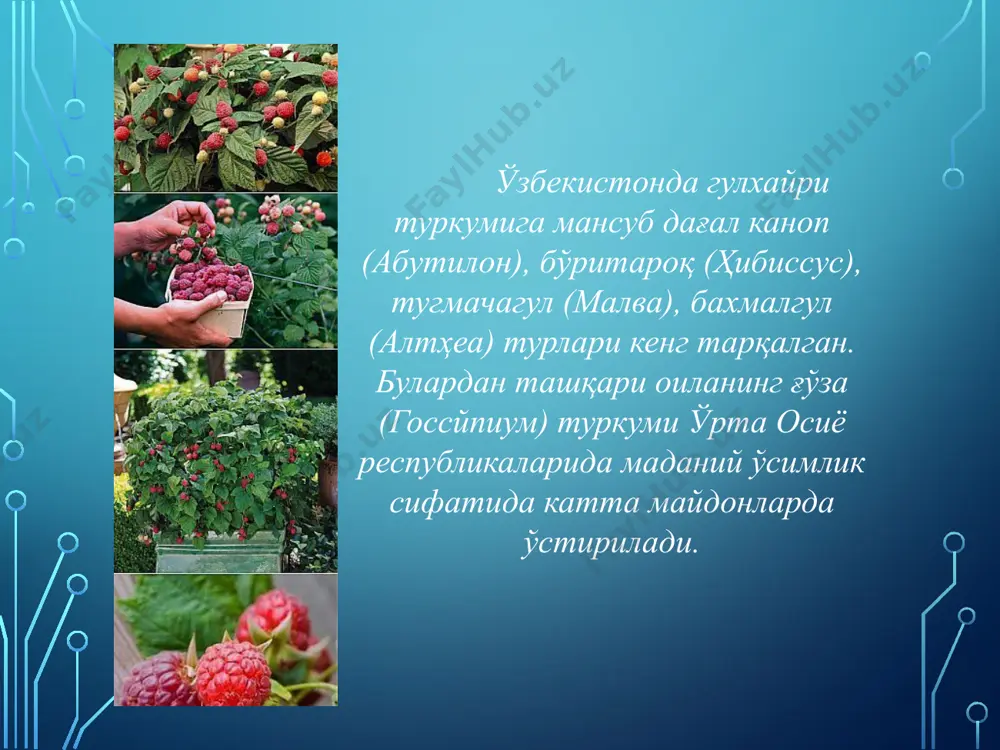 гулхайригуллилар қабиласи малвалес - Page 3