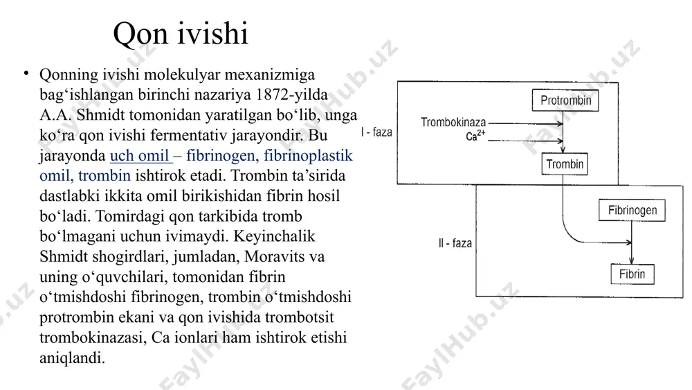 u o‘z navbatida x omilni, faollaydi. x«a» omil ta’sirida protrombin trombinga aylanadi, va nihoyat trombin ta’sirida fibrinogen fibringa aylanadi. trombin v, vii, xiii omillarni ham faollashtiradi. fibrinning barqarorlashuvi xiii omil ta’sirida bo‘ladi. qonning tashqi ivishiga juda qisqa vaqt – taxminan 10-12 sekund yetarli bo‘ladi. qon ivishining tashqi mexanizmi qonning ichki ivishi ancha sekin boradi va 10-15 daqiqa talab qilinadi. ichki mexanizmda tromboplastin ishtirok etmaydi. bunda trombotsit omillari muhim ahamiyatga ega. qon ivishining ichki mexanizmi ham fermentlarning faollashuvi bilan boradi. x omilning x«a» omilga aylanish bosqichidan boshlab qon ivishining ichki va tashqi yo‘li bir xil bo‘lib davom etadi. qon ivishining ichki mexanizmi ii, vii, ix, x omillarning peptid zanjirlarida g-karboksiglutamat kislota bor bo‘lib bu kislota aytib o‘tilgan oqsillarning postranslyatsion modifikatsiyasi natijasida hosil bo‘ladi. vitamin k ana shu reaksiyani katalizlovchi fermentning kofermenti hisoblanadi. ii, vii, ix, x omillar ishtirok etadigan reaksiyalar ca2+ va fosfolipidlar bilan faollashadi; karboksiglutamat radikallari shu oqsillarda ca2+ ni …