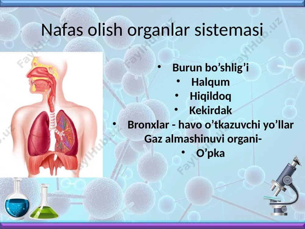 nafas olish sistemasi - Page 3