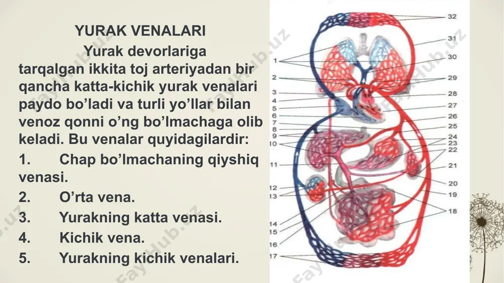 lizatorining o'tkazuvchi qismi); 3- bosh miya po'stlog'ining ensa qismida joylashgan ko'rish markazi (ko'rish analizatorining markaziy qismi). ko'rish nervining mayda tolachalari ko'z soqqasi ichki to'rsillion pardasining orqa yuzasida joylashgan tayoqchasimon va kolbachasimon retseptorlar (hujayralar) bilan tutashgan bo'lib, ulardagi qo'zg'alishni qabul qiladi. nerv tolachalari birlashib, ko'rish nervi tolasini hosil qiladi va u to'rsimon pardaning orqa qismida joylashgan maxsus teshikcha orqali bosh miyaga kiradi. u oldin o'rta miyaga va oraliq miyaning ko'rish do'mbog'iga boradi. so'ngra bosh miyaning o'tkazuvchi yo'llariga birlashib, bosh miya 3-rasm. ko'rish analizatorining qismlari: 1- ko'z to'r pardasida joylashgan yorug'lik sezuvchi hujayralar (ko'rish analizatorining periferik qismi-retseptorlar); 2- ko'rish nervi (ko'rish analizatorining o'tkazuvchi qismi); 3- bosh miya po'stlog'ining ensa qismida joylashgan ko'rish markazi (ko'rish analizatorining markaziy qismi). po'stlog'ining ensa qismida joylashgan ko'rish markazining nerv hujayralariga tutashadi eshitish analizatorining ahamiyati. odamning umri butunlay uzluksiz tovushlar dunyosining ta'siri ostida o'tadi: qushlar, hayvonlar, odamlarning ovozi, musiqa ohanglari, texnika vositalarining tovushi - bularning barchasi odamning eshitish …