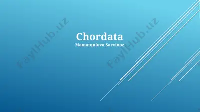 chordata — PPTX