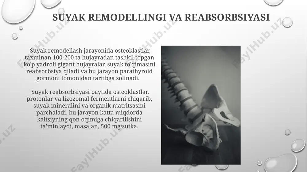 , osteoklastlar faolligini 2-3 barobar oshiradi, bu esa, ayniqsa, revmatoid artrit kabi kasalliklarda kuzatiladi. fibroblast oʻsish omili (fgf-23) buyraklar tomonidan ishlab chiqariladi va fosfat metabolizmini tartibga soladi, uning haddan tashqari koʻpayishi 15% gacha giperfosfatemiya xavfini oshirishi mumkin. kaltsiy retseptorlari va ularning roli kaltsiy retseptorlari, masalan, casr, suyak hujayralarida, xususan osteoblastlarda va osteotsitlarda 10-100 nm kaltsiy konsentrasiyasiga javob beradi. paratiroid gormonining (pth) ta'siri casr faolligini o'zgartirib, suyakdagi kaltsiy almashinuvini tartibga soladi, bu jarayon 30 dan ortiq genlar ishtirokida amalga oshadi. suyak to'qimasidagi oqsillar: kollagen turlari va boshqa oqsillar osteopontin, suyak matriksida joylashgan glykoprotein, mineralizatsiya jarayoniga ta'sir ko'rsatadi va 200 dan ortiq aminokislotalar zanjiridan iborat bo'lib, uning tuzilishi yaponiya olimlari tomonidan batafsil o'rganilgan. osteokalsin kabi o'ziga xos suyak oqsillari kaltsiy metabolizmini tartibga soladi va suyak mineralizatsiyasida muhim rol o'ynaydi, ularning konsentratsiyasi qon zardobida 5-15 ng/ml atrofida. suyak mineralizatsiyasi jarayoni suyak mineralizatsiyasi uchun zarur bo'lgan kaltsiy va fosfat miqdori qon plazmasidagi konsentratsiyadan 10-15 …