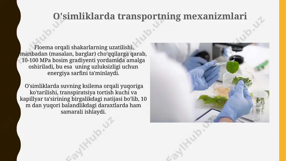 ta turli xil o‘simlik turlarida, jumladan, guruch va bug‘doyda, suv transporti bilan bog‘liq genlarning funksiyasini o‘rganish uchun genlarning aniq joylariga mutatsiyalar kiritilgan. proteinlarning lokalizatsiyasi va o‘zaro ta’sirini aniqlash uchun, 100 dan ortiq o‘simlik hujayralarida immunotsitokimyo usuli qo‘llanib, yaponiya olimlari tomonidan plazmodesmatalar strukturasini batafsil o‘rganish olib borilgan. apikal o'sish va modda tashilishi radioaktiv izotoplar (masalan, 14c-glikoz) yordamida o'tkazilgan tajribalar, yaponiyaning kyoto universitetida olib borilgan tadqiqotlar shuni ko'rsatdiki, fotosintez mahsulotlari floema orqali o'simlikning turli qismlariga 24 soat ichida tarqaladi. o'simlikning apikal meristemasida hujayralar bo'linishi tezligi soatiga 20-30 ta hujayra atrofida bo'lib, bu hujayralar sito-kinezin yordamida bir-biridan ajralib, o'sish gormonlari (auxin, sitokinin) ta'sirida apikal o'sishni ta'minlaydi. radioizotoplarni qo'llash ¹⁵n izotopi o'simliklarda azotning assimilyatsiyasi va harakatini kuzatishda samarali bo'lib, 1960-yillarda avstraliyaning adelaida shahridagi olimlar tomonidan o'tkazilgan tajribalarda ishlatilgan. 32p izotopi fosfatning o'simliklarning turli qismlariga, xususan, ildizlarga va barglarga ko'chishi tezligini aniqlashda, masalan, 1950-yillardagi moskva davlat universitetidagi tadqiqotlarda qo'llanilgan. o'simlik gormonlarining roli sitokininlar o'simlikning o'sishi …