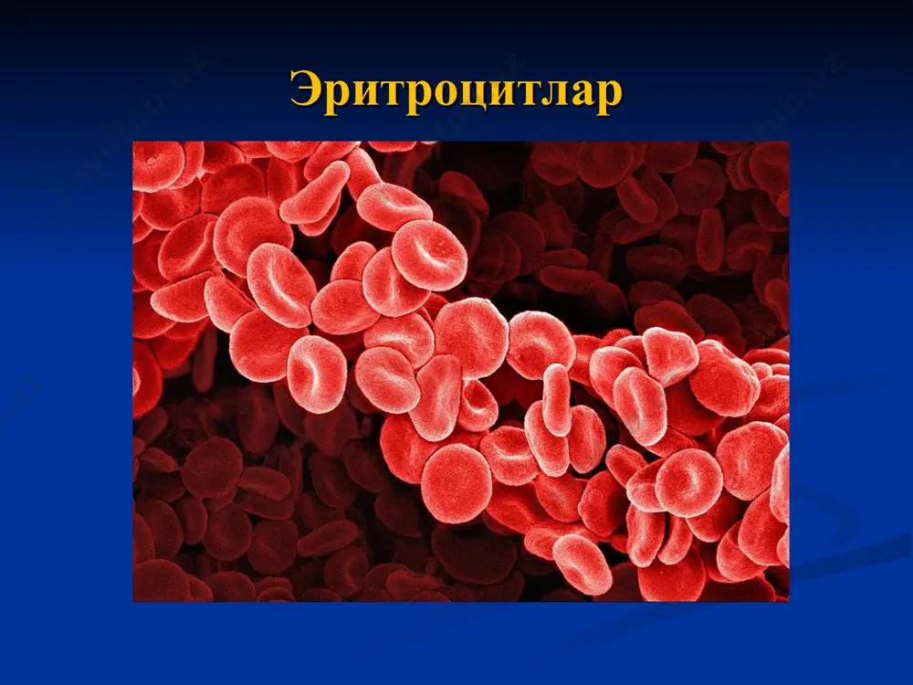 қон ва лимфа. гемопоэз - Page 5