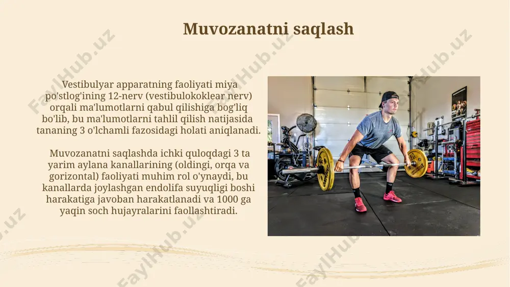 zonalari o'rtasidagi neyron aloqalarning tezligiga bog'liq bo'lib, bu esa miyada aks ettirish va javob berish tezligiga ta'sir qiladi. chaqqonlikning fiziologik asoslari mushak tolalarining atpase faolligi va mushaklarning maksimal kuchlanish tezligiga bog'liq. masalan, sprinterlarda 2-toifa mushak tolalarining yuqori ulushi kuzatiladi. jismoniy mashqlarning ta'siri muntazam mashqlar natijasida mushaklarning hajm va kuchi 20-30% ga o'sishi mumkin, bu esa jismoniy faoliyatga chidamlilikni oshiradi, masalan, 5 km yugurishni osonlashtiradi. jismoniy mashqlar yurak urish tezligini daqiqasiga 120-150 gacha oshirib, qon aylanishini yaxshilaydi, bu esa butun tanaga, jumladan, miya va mushaklarga kislorod yetkazib berishni kuchaytiradi. yurak-qon tomir tizimining ishlashi qon aylanish tizimi taxminan 5-6 litr qonni butun tanaga 20 sekund ichida yetkazib beradi, bu esa to'qimalarning kislorod bilan ta'minlanishini ta'minlaydi. yurak bir minutda o'rtacha 72 marta uradi, bu ko'rsatkich yosh, jismoniy faollik va geografik joylashuv (masalan, tog'li hududlar) ga qarab o'zgaradi. mushaklarning tuzilishi va funksiyasi mushak tolalarining uzunligi 1-40 sm gacha yetishi mumkin va ularning diametri 10-100 …